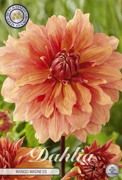 Dahlie Mango Madness