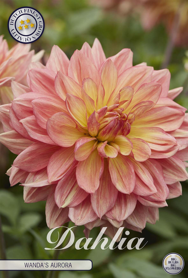 Dahlie Wandas Aurora