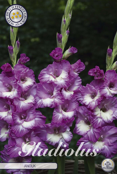 Gladiole Anouk