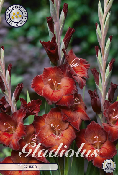 Gladiole Azurro