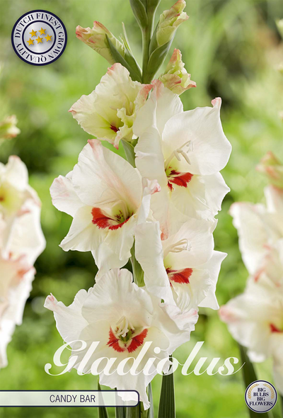 Gladiole Candy Bar