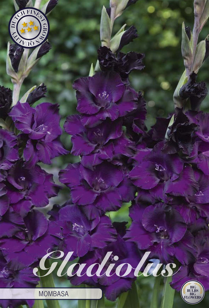 Gladiole Mombasa