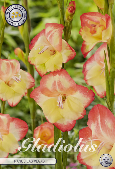 Gladiole Nanus Las Vegas