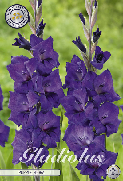 Gladiole Purple Flora