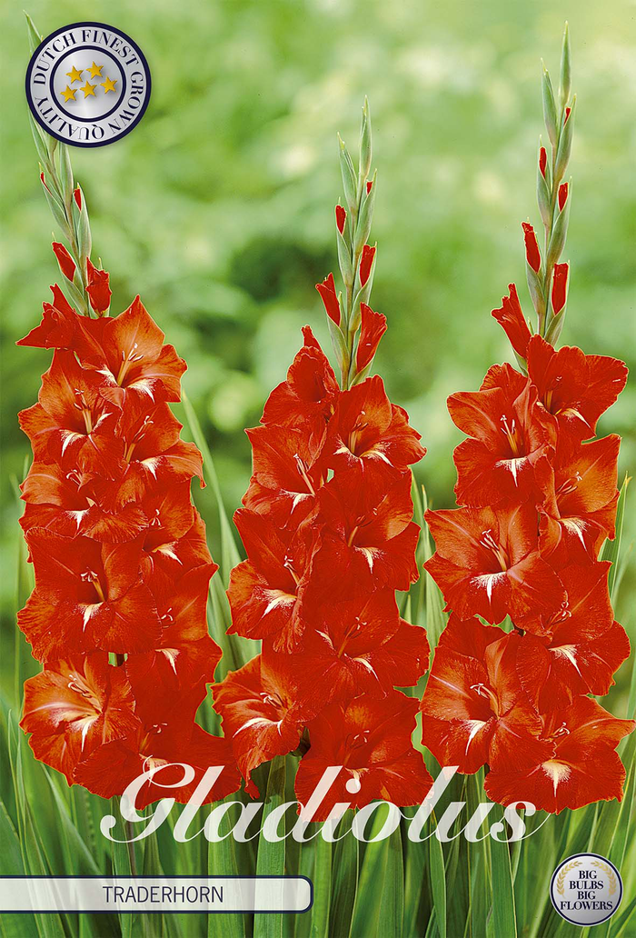 Gladiole Traderhorn