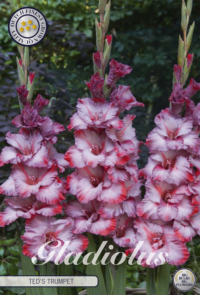 Gladiole Teds Trumpet