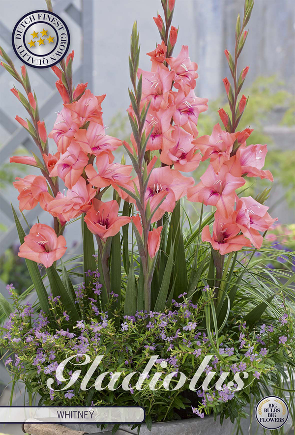Gladiole Whitney