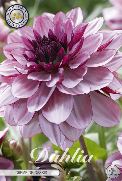 Dahlie Crème de Cassis