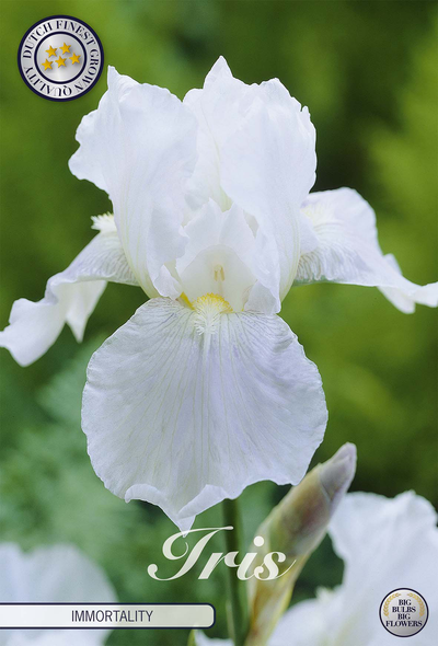 Iris Germanica 'Immortality'