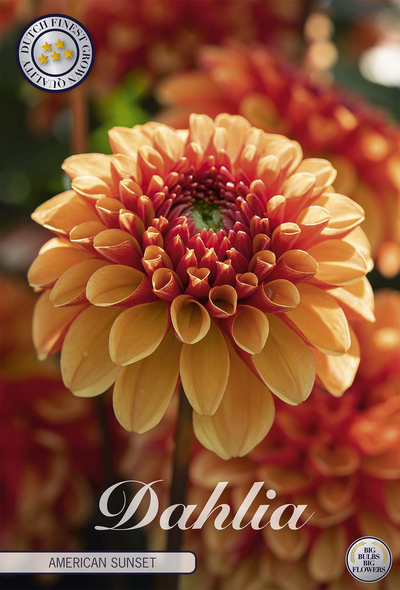Dahlie American Sunset