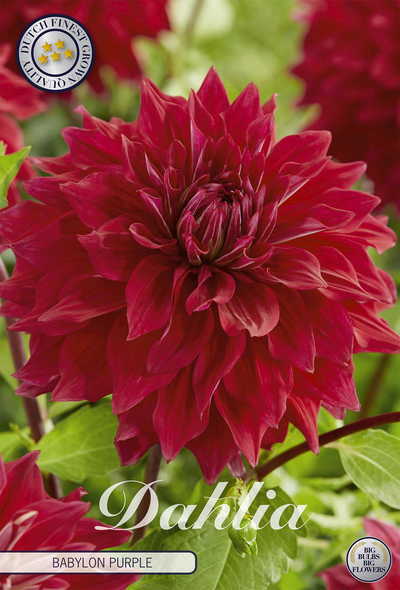 Dahlie 'Babylon Purple'