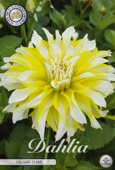 Dahlie Calgary Flame