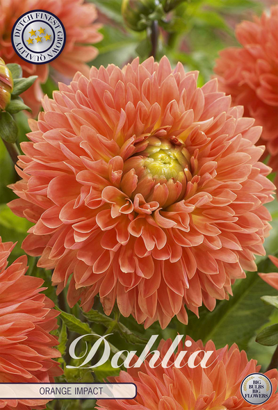 Dahlie Orange Impact