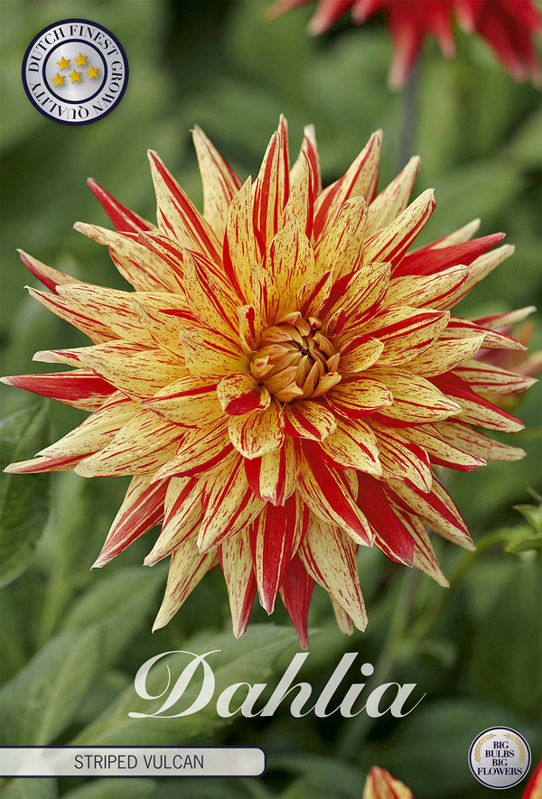 Dahlie Striped Vulcan