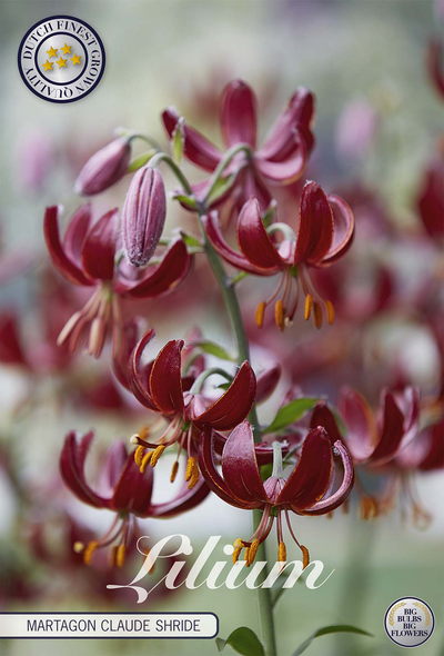 Lilium Martagon Claude Shride