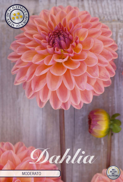 Dahlie Moderato