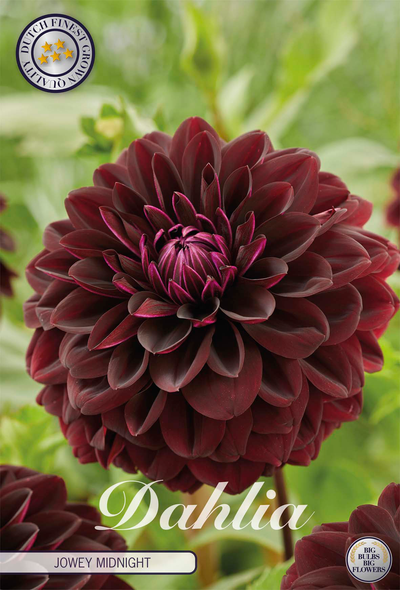 Dahlia Jowey Midnight