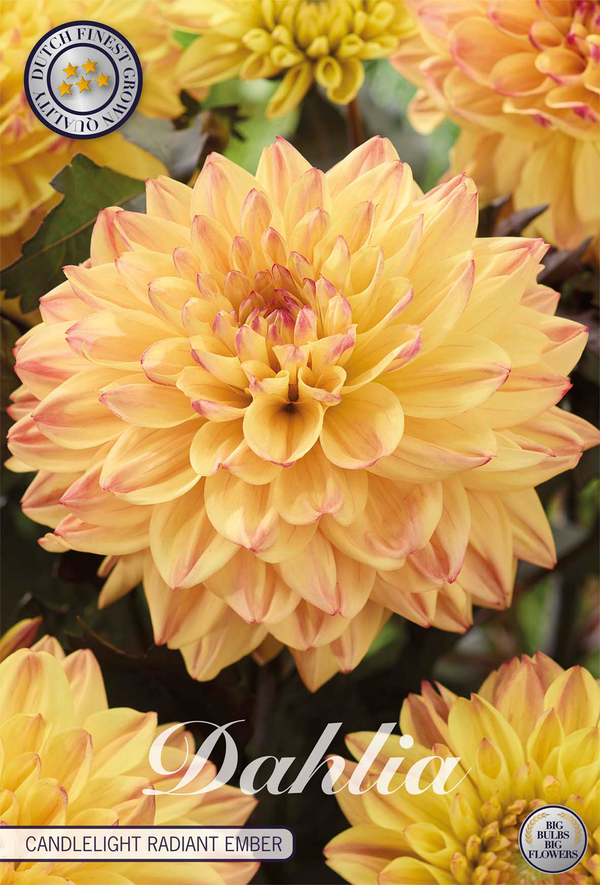 Dahlia Candlelight Radiant Ember