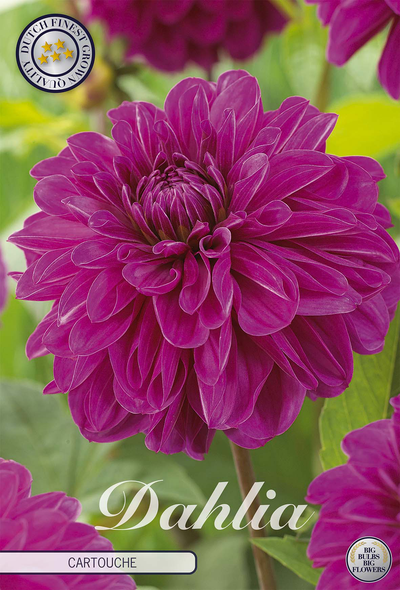 Dahlie Cartouche