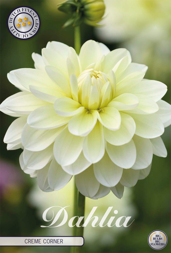 Dahlia Creme Corner