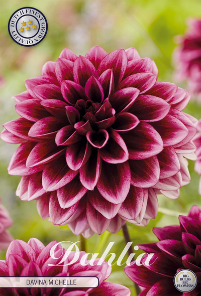 Dahlia Davina Michelle