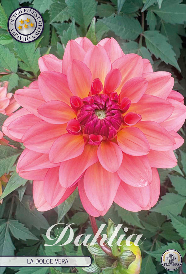 Dahlia La Dolce Vera