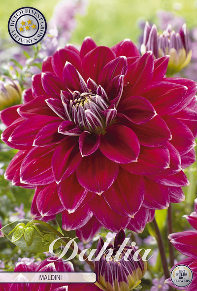 Dahlia Maldini
