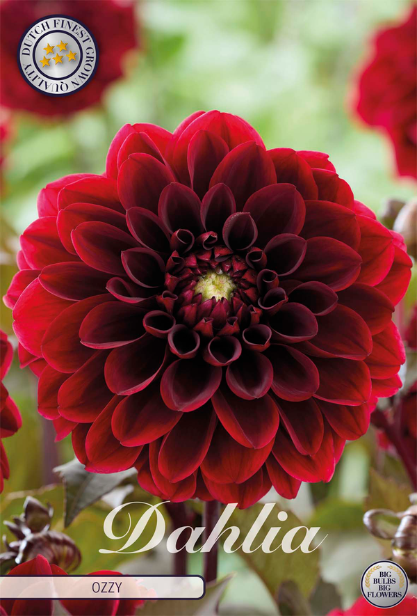 Dahlia Ozzy