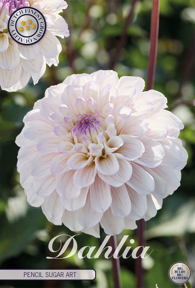 Dahlia Pencil Sugar Art