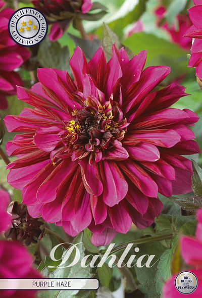 Dahlie Purple Haze