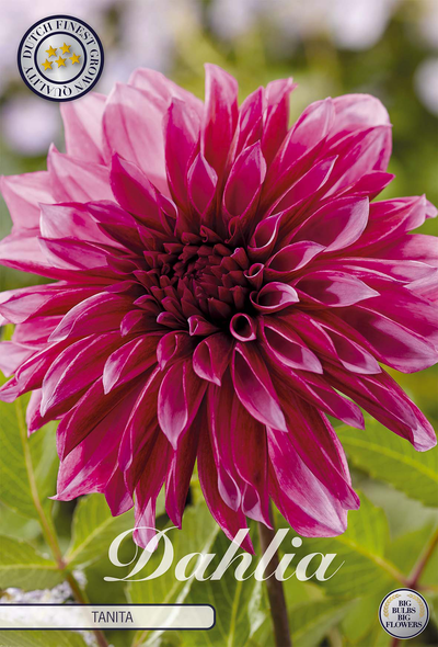 Dahlia Tanita