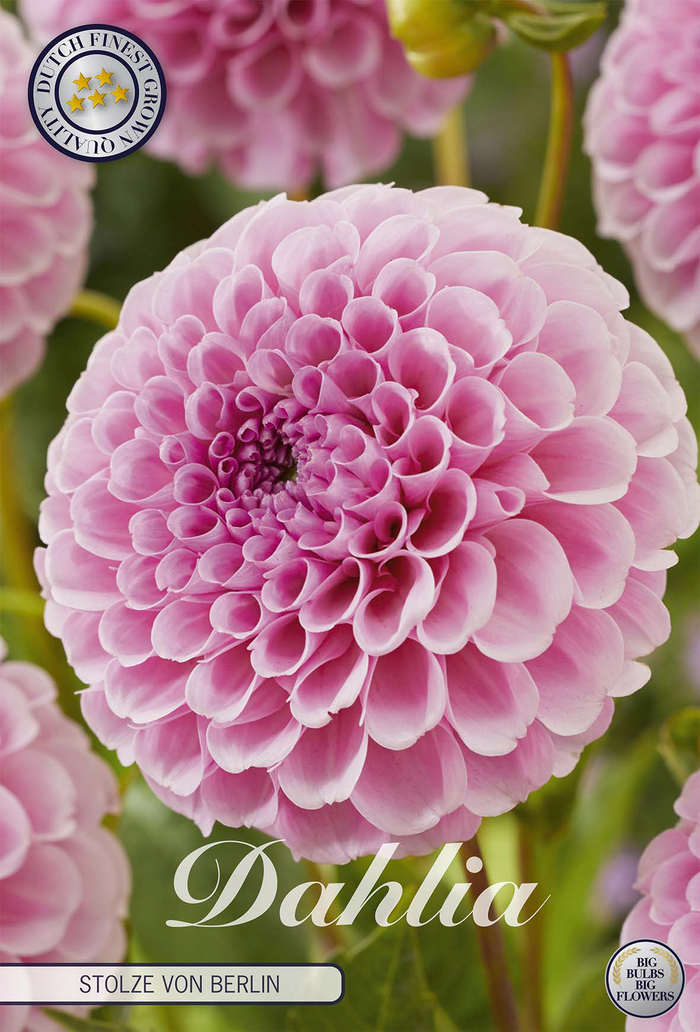 Dahlia Stolze Von Berlin