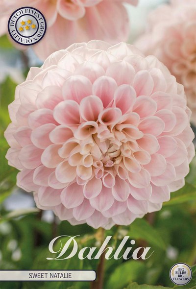 Dahlia Sweet Natalie