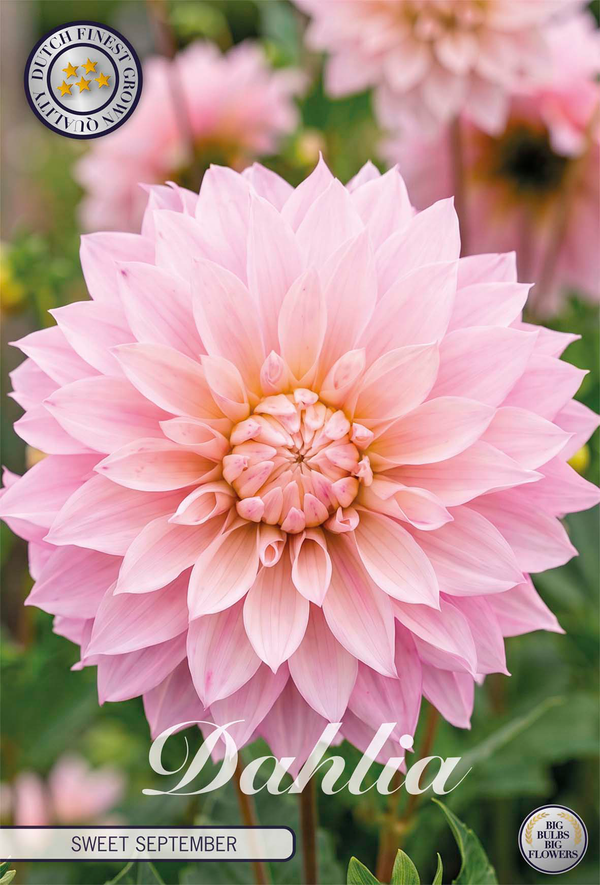 Dahlia Sweet September