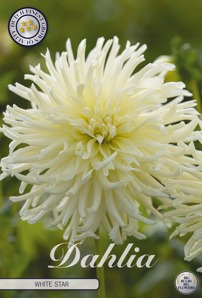 Dahlie 'White Star'