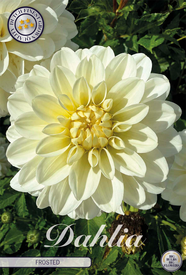 Dahlia Frosted
