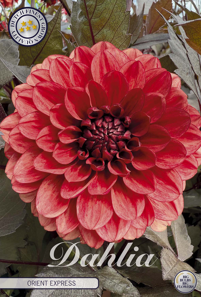 Dahlie Orient Express