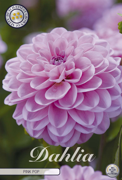 Dahlie Pink Pop