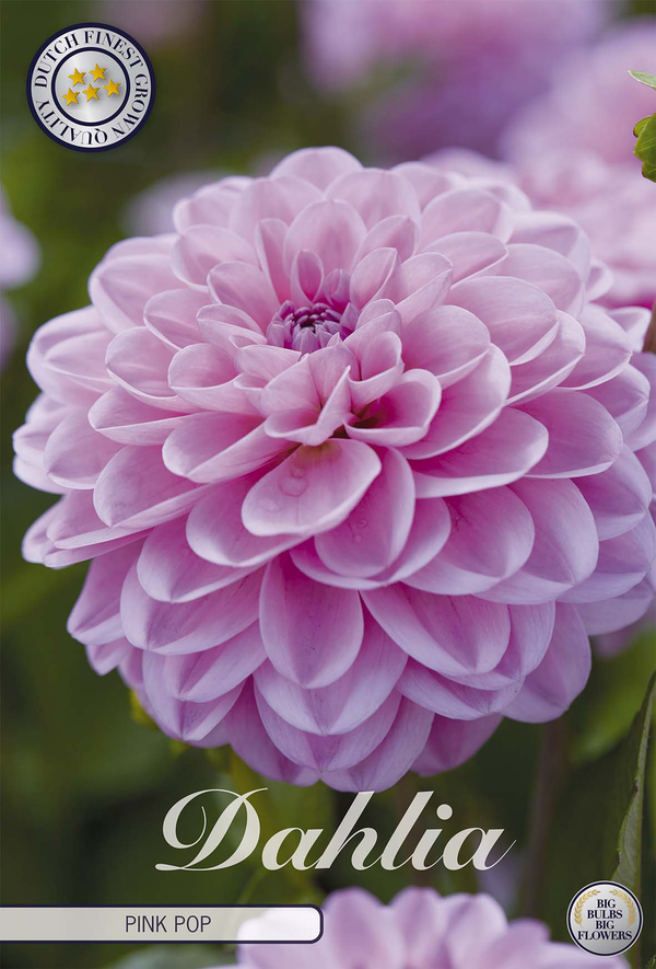 Dahlie Pink Pop
