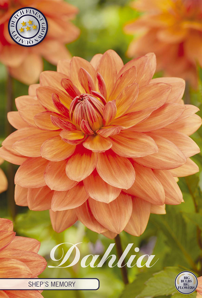 Dahlia Sheps Memory