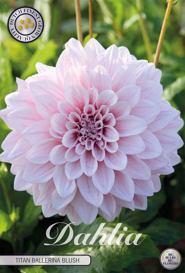 Dahlia Titan Ballerina Blush