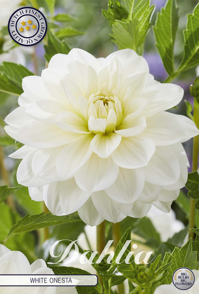 Dahlie White Onesta