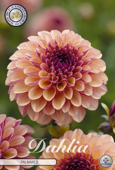 Dahlia Palmares