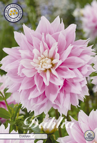 Dahlia Evanah