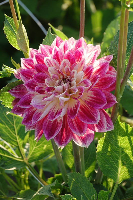 Dahlia Tempel der Schönheit