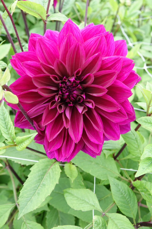 Dahlie Thomas A Edison