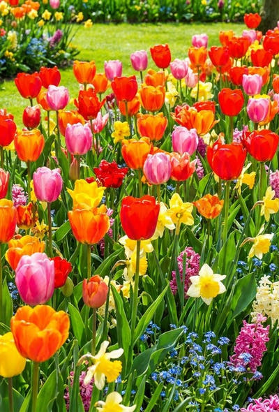 Kleurrijke tuin — Carnaval