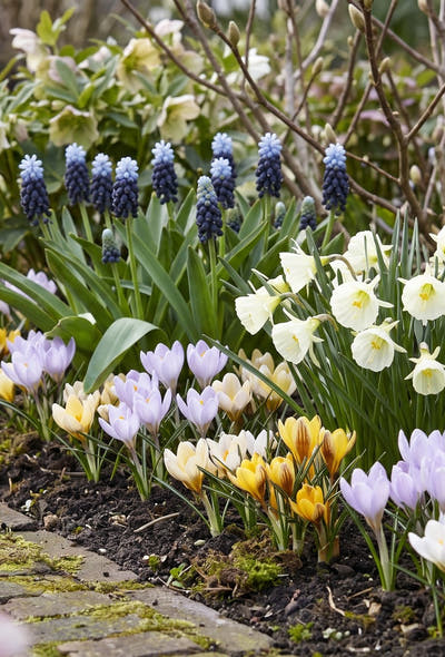 Naturgarten — Früher Frühling