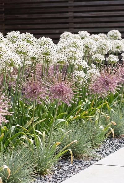 Moderner Garten — Stattliche Zwiebeln