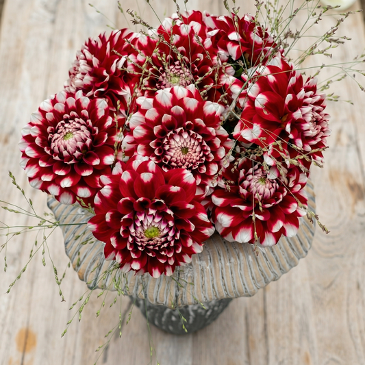 Dahlia Schachbrett